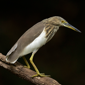 Indian Pond-heron