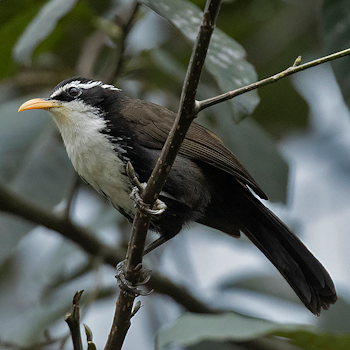 Indian Scimitar-babbler