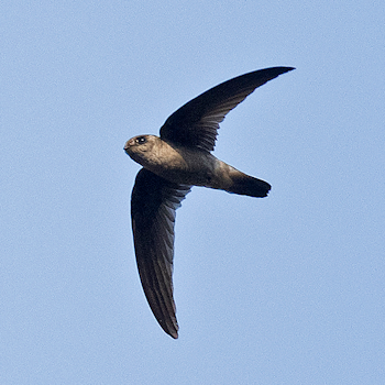 Indian Swiftlet