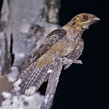 Jerdon's Nightjar