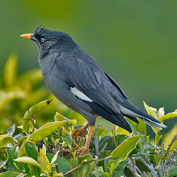 Jungle Myna