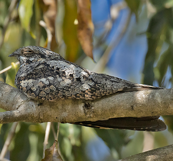 Jungle Nightjar