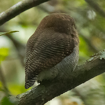 Jungle Owlet