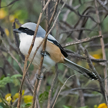 Long-tailed Shrike