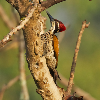 Malabar Flameback