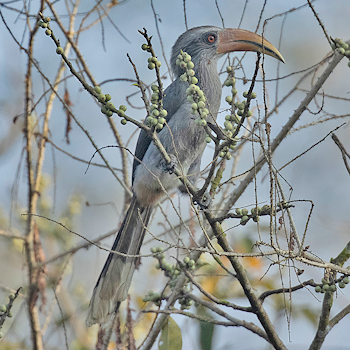 Malabar Grey Hornbill