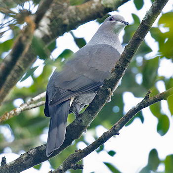 Malabar Imperial-pigeon