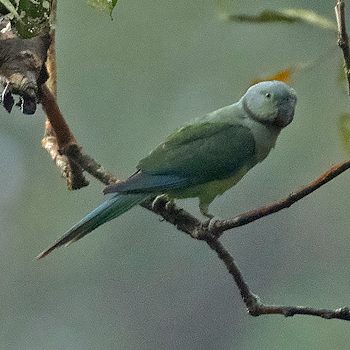 Malabar Parakeet