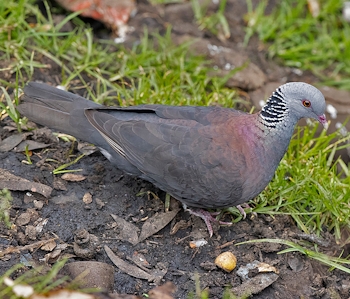 Nilgiri Woodpigeon