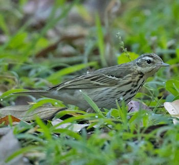Olive-backed Pipit