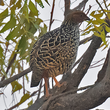 Painted Francolin