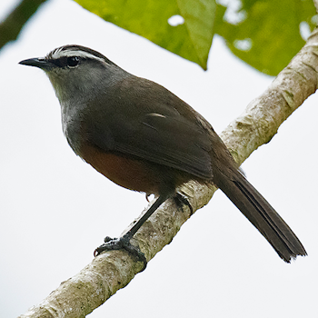 Palani Laughingthrush