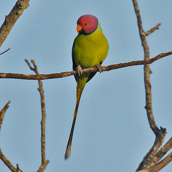Plum-headed Parakeet