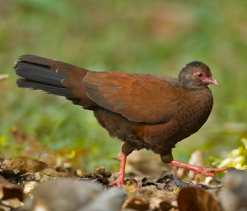 Red Spurfowl