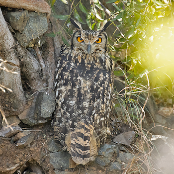 Rock Eagle-owl