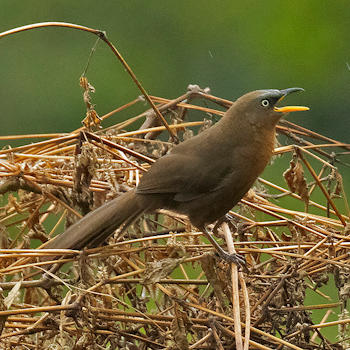 Rufous Babbler