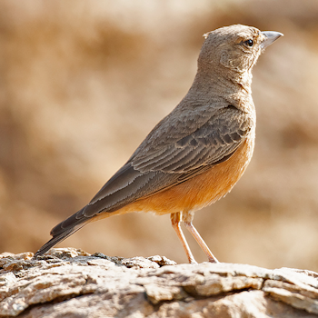 Rufous-tailed Lerk