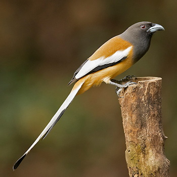 Rufous Treepie