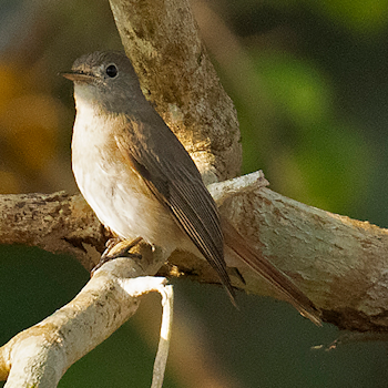 Rusty-tailed Flycatcher