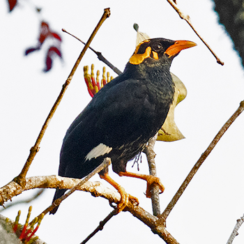 Southern Hill Myna