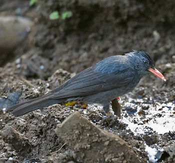 Square-tailed Bulbul