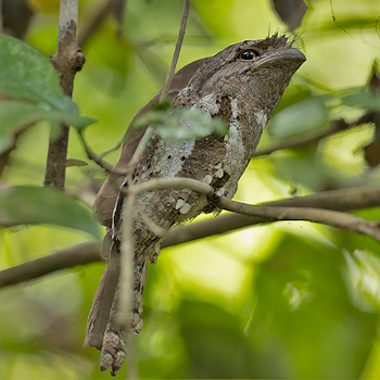 Sri Lanka Frogmouth