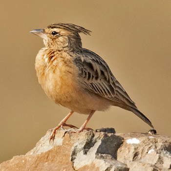 Tawny Lark