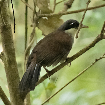 Wayanad Laughingthrush
