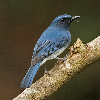 White-bellied Blue Flycatcher