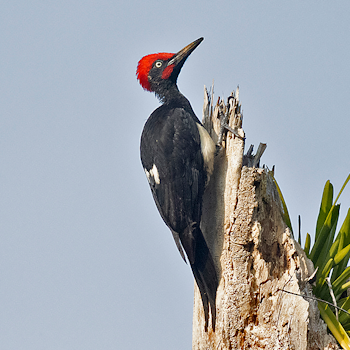 White-bellied Woodpecker