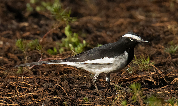 White-browed Wagtail