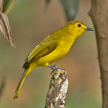 Yellow-browed Bulbul