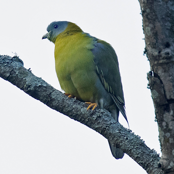 Yellow-footed Green-pigeon