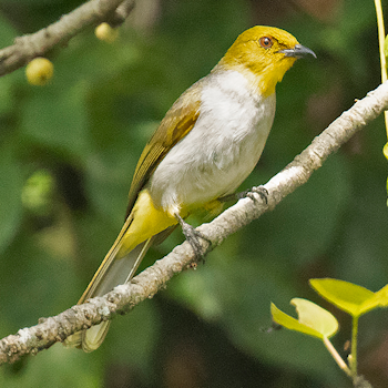 Yellow-throated Bulbul