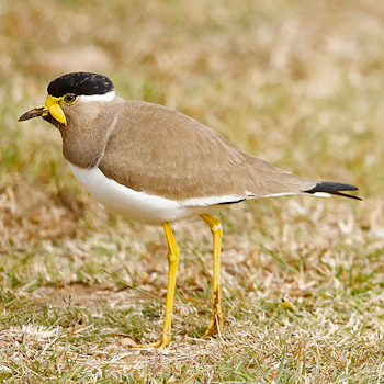 Yellow-wattled Lapwing
