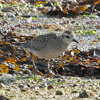 American Golden-plover