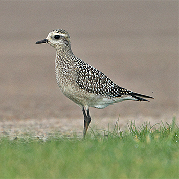 American Golden-plover