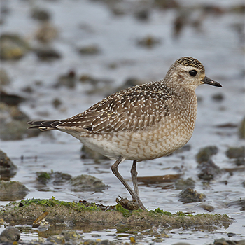 American Golden-plover