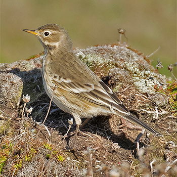 American Pipit