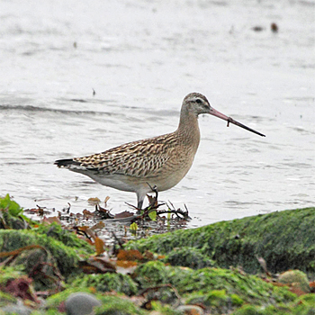 Bar-tailed Godwit