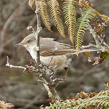 Barred Warbler