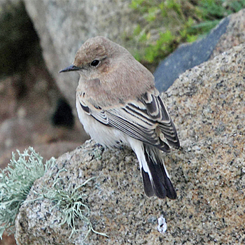 Black-eared Wheatear