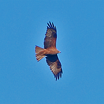 Black Kite