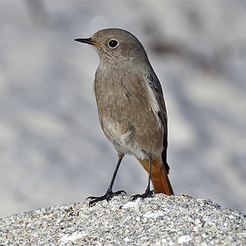Black Redstart