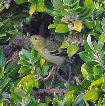 Blackpoll Warbler
