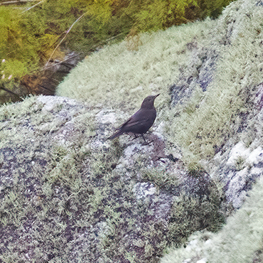 Blue Rock-thrush