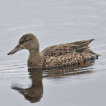 Blue-winged Teal