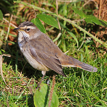 Bluethroat
