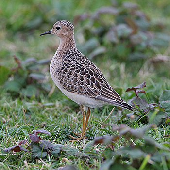 Buff-breasted Sandpiper