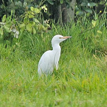 Cattle Egret